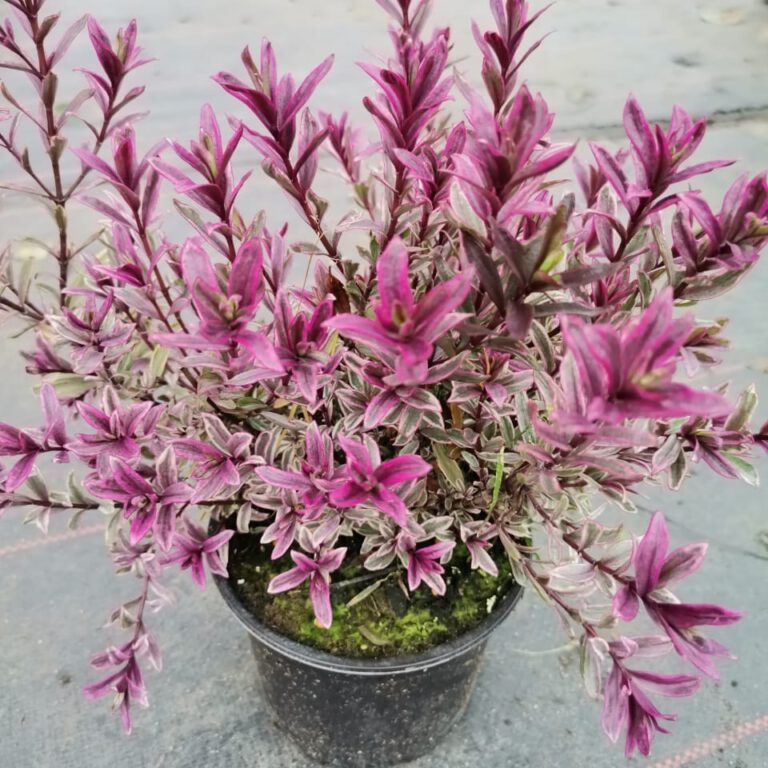 306964854_494626139338643_7780974944214542116_n