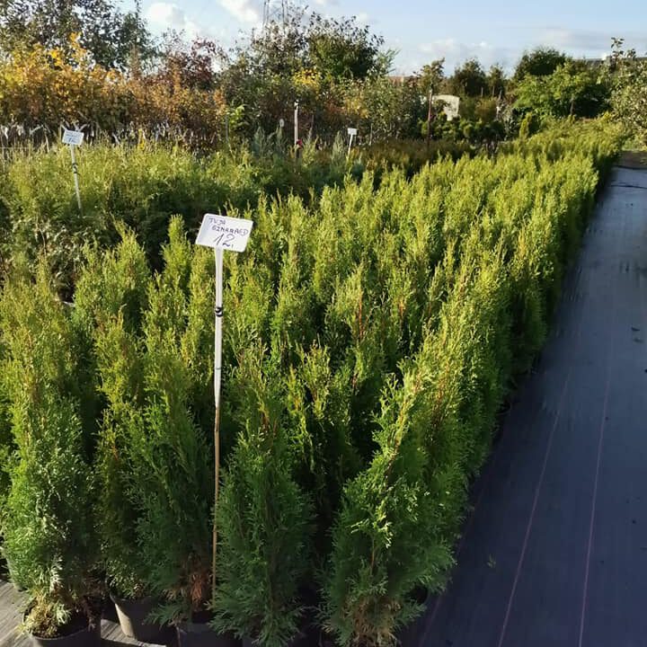 311049042_513849037416353_8756854762024194989_n