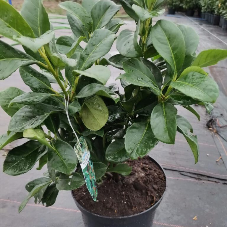 337009871_4218939738331547_4343021620507952185_n