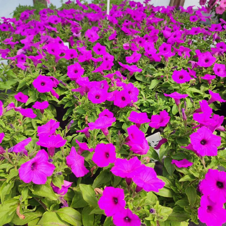 353646564_728649265936328_1191032296094614774_n