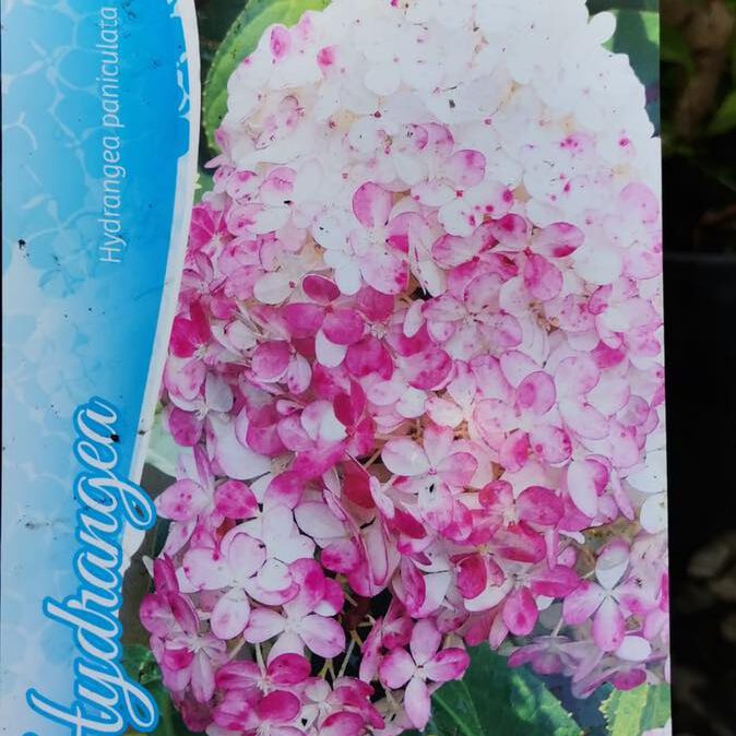 365186240_771608778307043_2706286382666153979_n