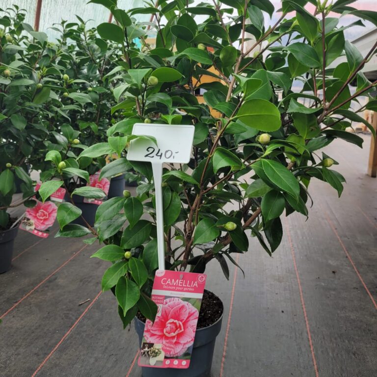 431541108_931323152335604_8697699065349322350_n