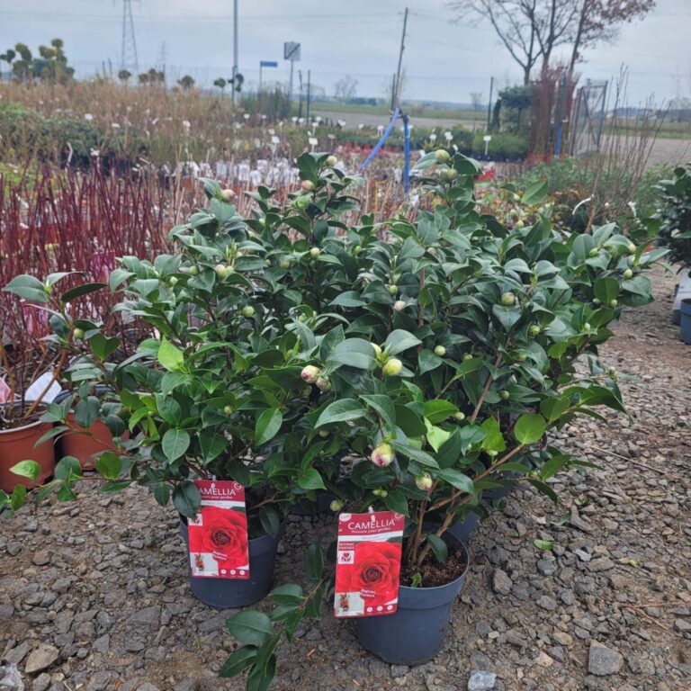 434192343_929880352479884_9030282259652951294_n