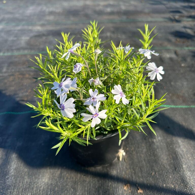 439928572_960246192776633_7500796453532788523_n